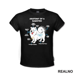 Samojed - Pas - Dog