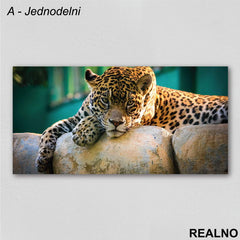 Leopard leži na kamenu - Slika na platnu - Kanvas