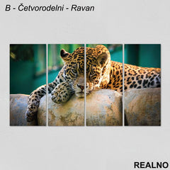 Leopard leži na kamenu - Slika na platnu - Kanvas