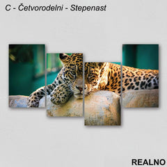 Leopard leži na kamenu - Slika na platnu - Kanvas