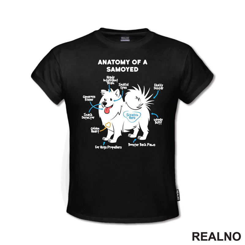 Samojed - Pas - Dog