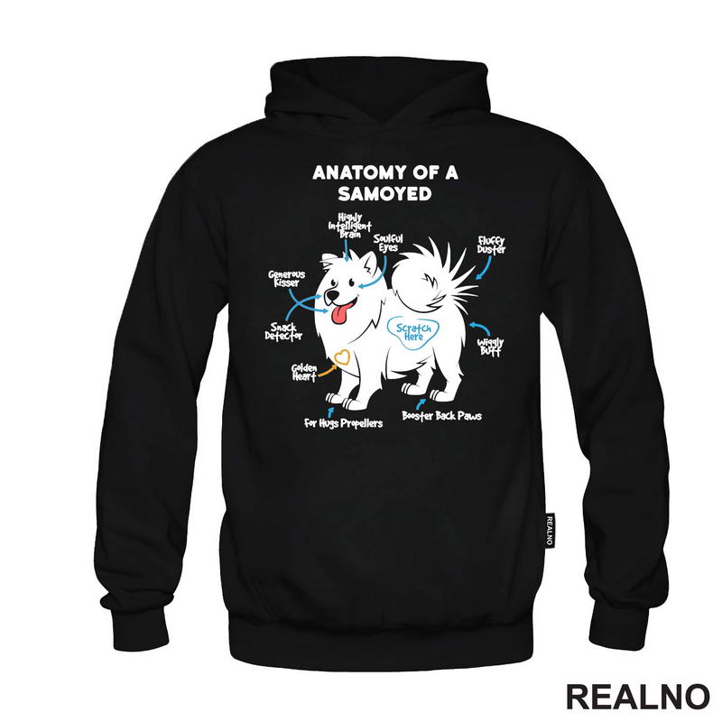 Samojed - Pas - Dog