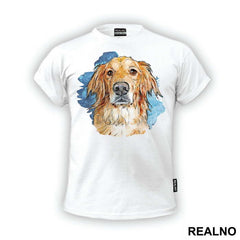 Golden Retriever Blue Splash - Životinje