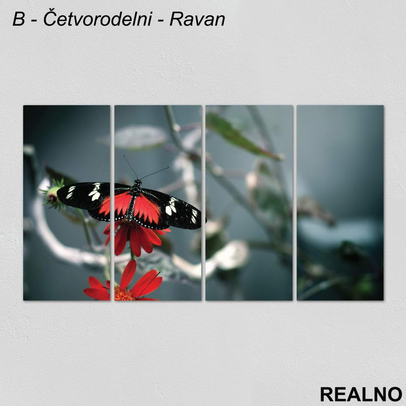 Crno - crveni leptir na crvenom cvetu - Slika na platnu - Kanvas
