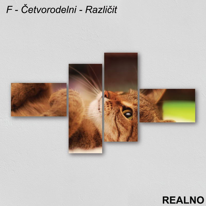 Žuto mače - Slika na platnu - Kanvas