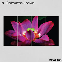 Roze - ljubičasti cvet prekriven rosom - Slika na platnu - Kanvas