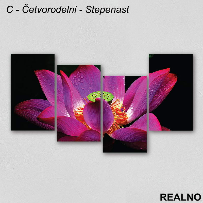 Roze - ljubičasti cvet prekriven rosom - Slika na platnu - Kanvas