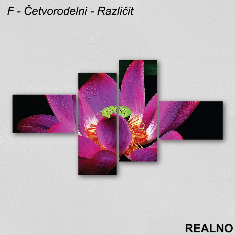 Roze - ljubičasti cvet prekriven rosom - Slika na platnu - Kanvas