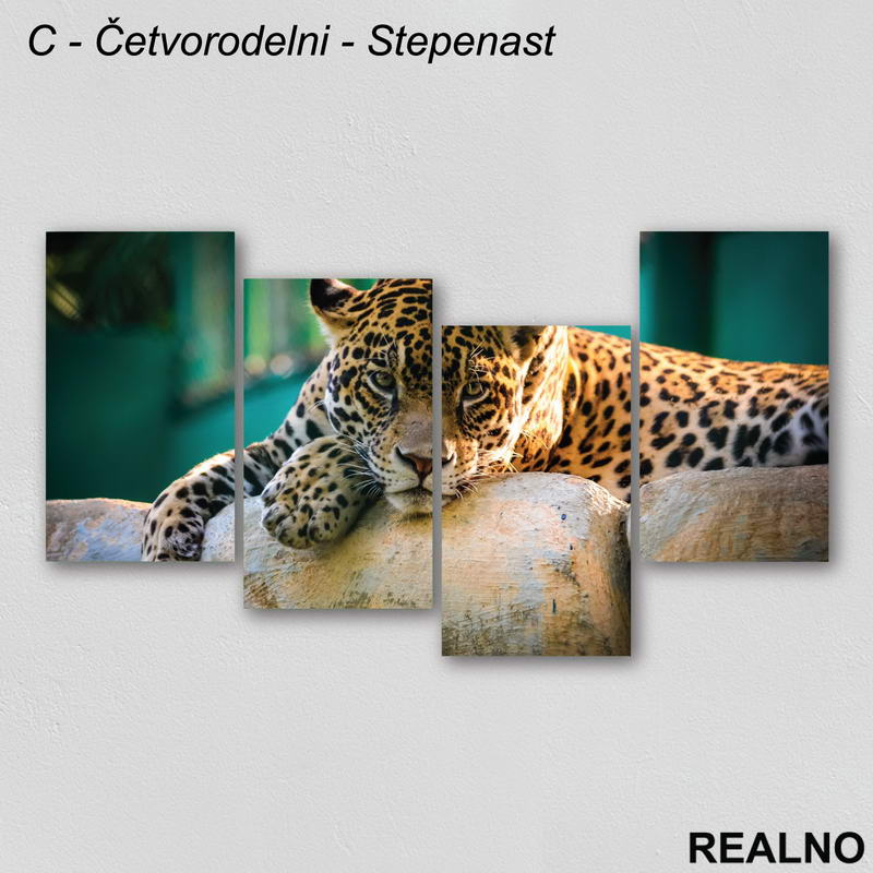 Leopard leži na kamenu - Slika na platnu - Kanvas