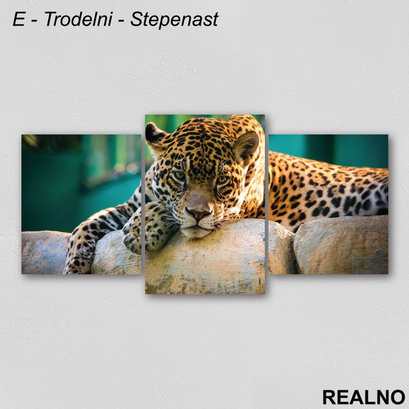 Leopard leži na kamenu - Slika na platnu - Kanvas
