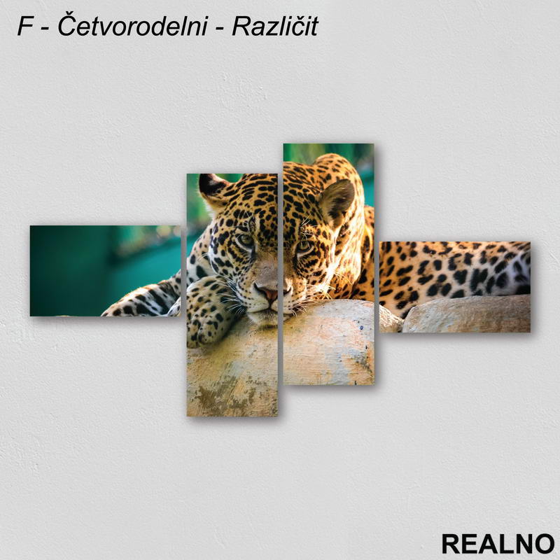 Leopard leži na kamenu - Slika na platnu - Kanvas