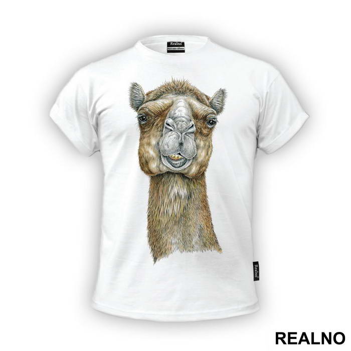 Lama Portrait - Životinje