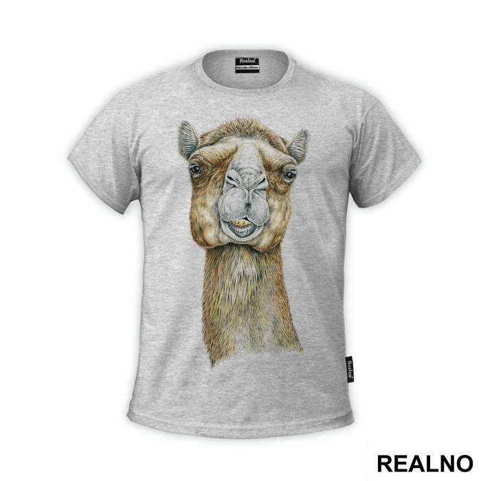 Lama Portrait - Životinje