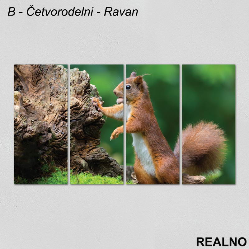 Veverica sa lešnikom - Slika na platnu - Kanvas