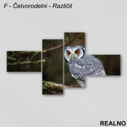 Sova na drvetu - Slika na platnu - Kanvas Sova na drvetu - Slika na platnu - Kanvas