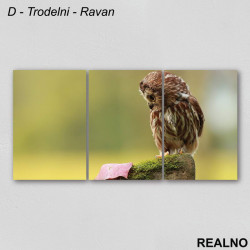 Sova gleda u list - Slika na platnu - Kanvas Sova gleda u list - Slika na platnu - Kanvas