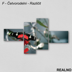 Crno - crveni leptir na crvenom cvetu - Slika na platnu - Kanvas