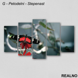 Crno - crveni leptir na crvenom cvetu - Slika na platnu - Kanvas