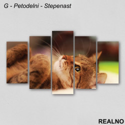 Žuto mače - Slika na platnu - Kanvas Žuto mače - Slika na platnu - Kanvas