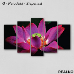 Rozo - ljubičasti cvet prekriven rosom - Slika na platnu - Kanvas Rozo - ljubičasti cvet prekriven rosom - Slika na platnu - Kanvas