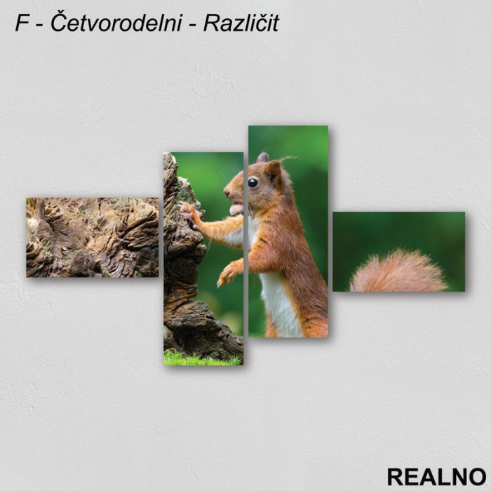 Veverica sa lešnikom - Slika na platnu - Kanvas
