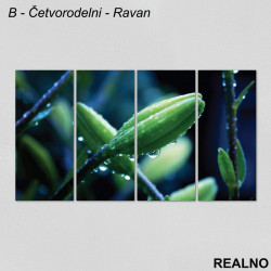 Zeleni pupoljak prekriven rosnim kapima - Slika na platnu - Kanvas Zeleni pupoljak prekriven rosnim kapima - Slika na platnu - Kanvas