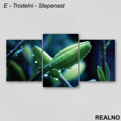 Zeleni pupoljak prekriven rosnim kapima - Slika na platnu - Kanvas Zeleni pupoljak prekriven rosnim kapima - Slika na platnu - Kanvas